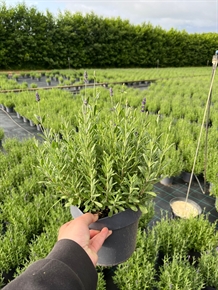 Lavendel `Hidcote Blue` 2 liter